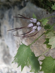 Physoplexis comosa, photograph (c) Gianmaria Bonari, some rights reserved (CC BY)
