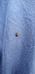 Lignyodes enucleator