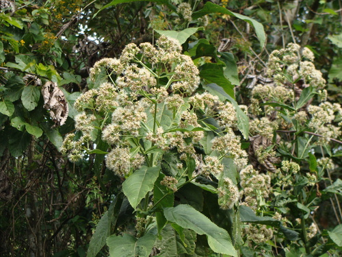 Critonia morifolia, photograph 4