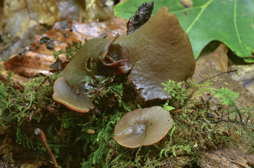 Rugosporella atrovinosa