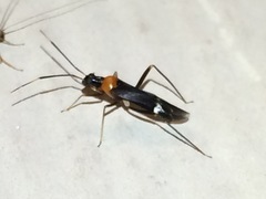 Pseudoxenetus regalis