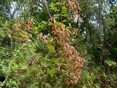 Montanoa hibiscifolia, photograph (c) Alexis López Hernández, some rights reserved (CC BY)