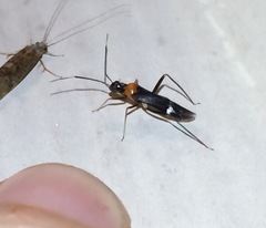 Pseudoxenetus regalis