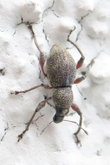 Metapocyrtus adspersus