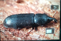 Cossonus cylindricus