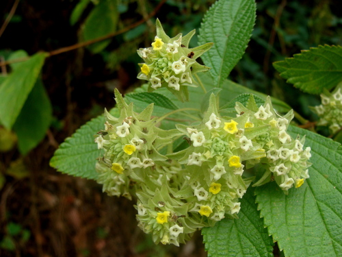 Lippia umbellata, photograph 5
