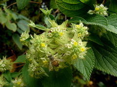 Lippia umbellata, photograph (c) Alexis López Hernández, some rights reserved (CC BY)