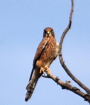 Common Kestrel