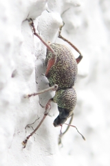 Metapocyrtus adspersus