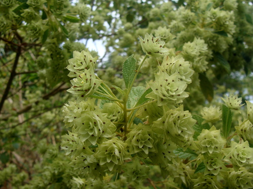 Lippia umbellata, photograph 3
