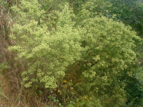 Lippia umbellata, photograph 2