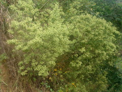 Lippia umbellata, photograph (c) Alexis López Hernández, some rights reserved (CC BY)