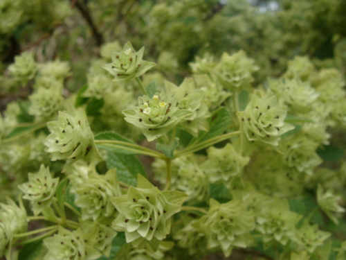 Lippia umbellata, photograph 1