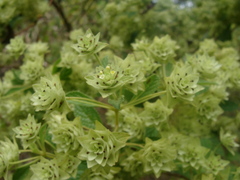 Lippia umbellata, photograph (c) Alexis López Hernández, some rights reserved (CC BY)
