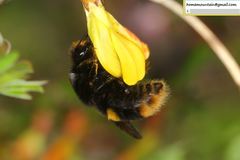 Bombus ganjsuensis
