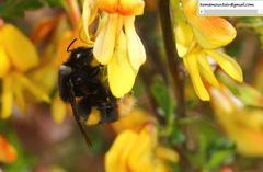 Bombus ganjsuensis