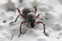 Metapocyrtus adspersus