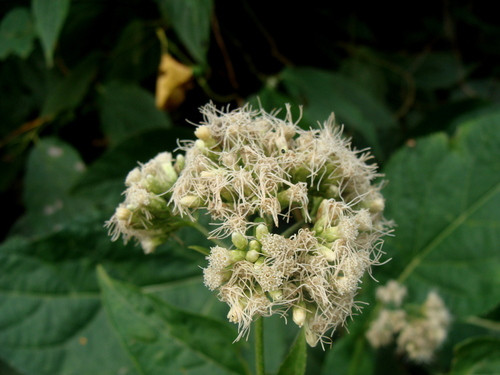 Critonia morifolia, photograph 2
