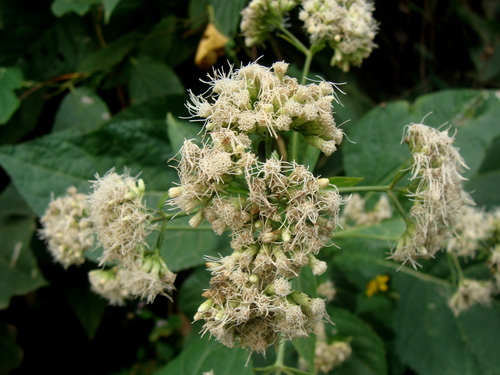 Critonia morifolia, photograph 1