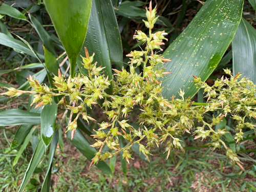 Carex cruciata, photograph 1