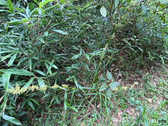 Carex cruciata