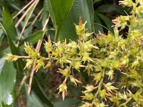 Carex cruciata, photograph 2