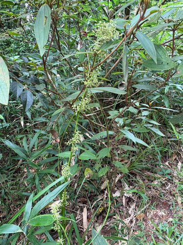 Carex cruciata, photograph 3