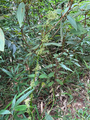 (c) 黃美滿, some rights reserved (CC BY) Carex cruciata, photograph (c) 黃美滿, some rights reserved (CC BY)