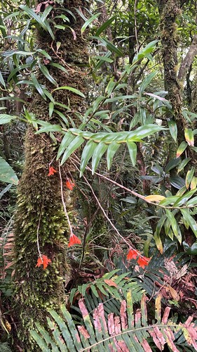 Dendrobium mohlianum observed 2026-07-25