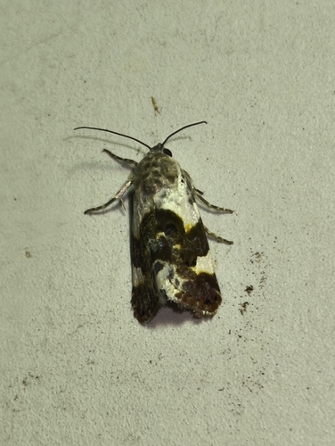 Pale Shoulder