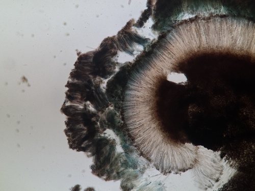 Pseudosclerococcum golindoi