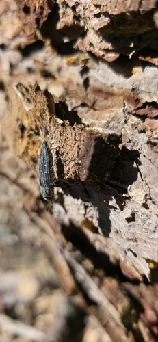 iNaturalist observation photo of Pink-faced jewel beetle