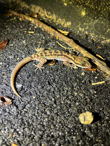 Cyrtodactylus quadrivirgatus, 2026-07-31