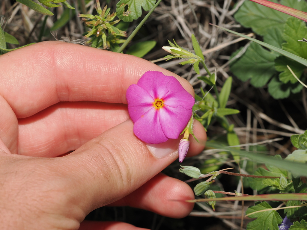 Phlox roemeriana; photograph (c) Joseph Aubert, some rights reserved (CC BY)
