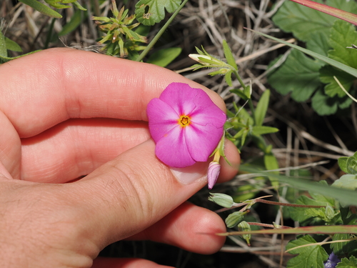 Phlox roemeriana