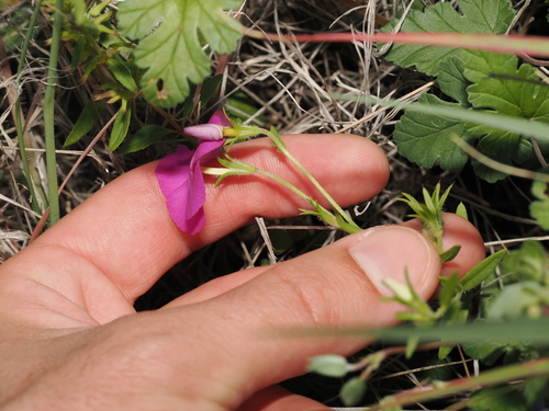 Phlox roemeriana, photograph 1
