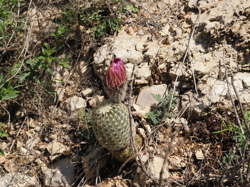 Echinocereus reichenbachii