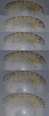 Eutardigrada