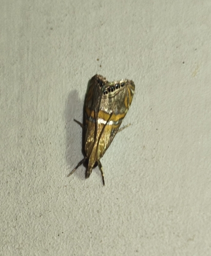 Euchromius bella