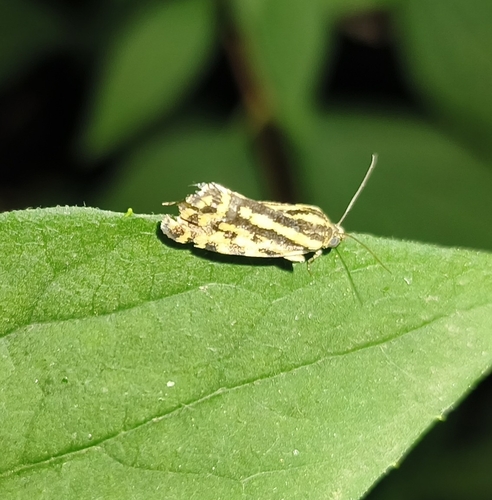 Spotted Sulphur