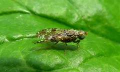 Tephritis vespertina