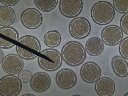 Sphaerosporium lignatile