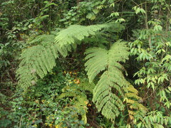 Cyathea costaricensis, photograph (c) Alexis López Hernández, some rights reserved (CC BY)