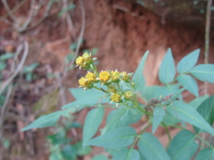 Bidens reptans, photograph (c) Alexis López Hernández, some rights reserved (CC BY)