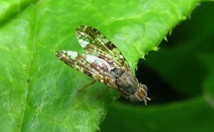 Tephritis vespertina