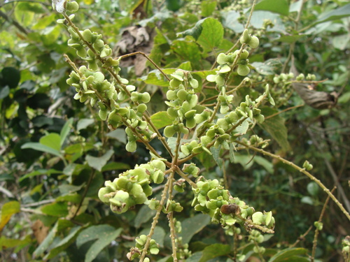 Gouania lupuloides, photograph 5