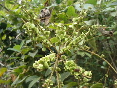 Gouania lupuloides, photograph (c) Alexis López Hernández, some rights reserved (CC BY)
