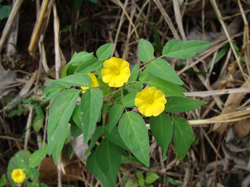 Oxalis frutescens, photograph 5