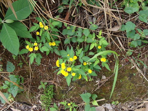 Oxalis frutescens, photograph 4