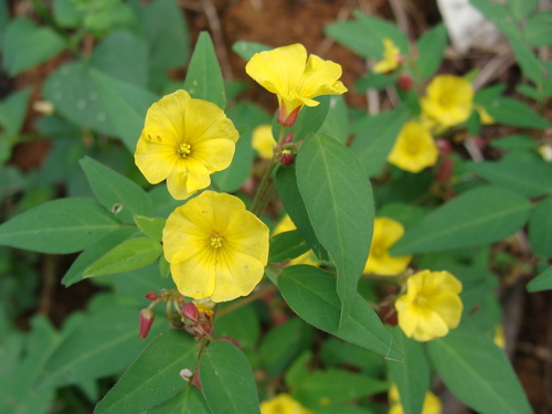 Oxalis frutescens